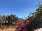 Nopal is a typical feature of the Mexican landscape