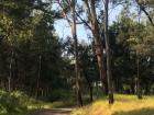 The running trail in the little forest has a lot of greenery and feels very fresh