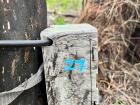 One of the camera traps set in place!