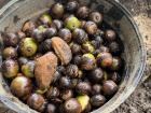 All of the acorns we collected to plant