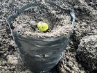 Planting an acorn!