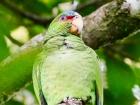A White-fronted Parrot that eats the fruit and vegetation of trees, and helps spread the seeds to different areas