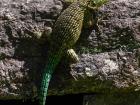 A nice shot showing off the different shades of green this male is displaying