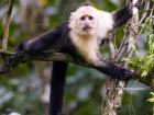 This Panamanian White-faced Capuchin depends on trees and forests to survive, and without them would perish