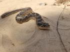 An endangered southern hognose snake Dakota found in North Georgia 