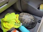 A pond slider turtle removed from an exit ramp of Interstate 64 in eastern Virginia