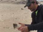 The successful release of a Savanna (Ipswich) sparrow captured during mist net surveys