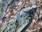 A beautiful example of a soil core taken within a wetland: respiration of plant roots and air pockets within the soil allowed for oxidation of iron, leaving brilliant veins of orange known as redox reactions