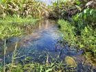 One of Dakota's favorite pictures of a Florida wetland with four well-camouflaged megafauna species... how many do you see? (American alligator, great blue heron, peninsula cooter, and purple gallinule)