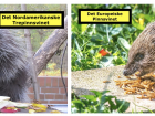Translated in English, these "hedgehogs" share no relation (Photo credits: Redrobsche CC BY-SA 4.0 and Allan Hopkins CC BY-NC-ND 2.0)