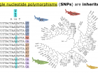By identifying and sequencing two SNPs, we now have grouping genotypes. Photo credit: Rachel Davis