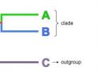 Cladograms can visually organize the potential evolutionary relationships between seemingly different organisms. Photo credit: BioNinga.com.au