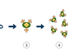 CAR T-therapy takes a patient's own immune cells and modifies them to specifically target cancer cells (Credit: Reyasingh56, CC BY-SA 4.0)