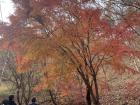 Beautiful tree in Gyeongju