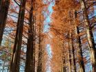 This is the forest on Nami island in the fall