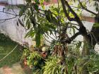 Maria's garden where she likes to bird watch