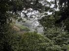 This forest is just one example of the many habitats sloths can live in