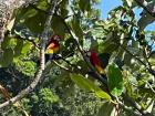 My mom took this picture of two Scarlet Macaws that flew right past our heads