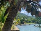 Sitting under coconut trees