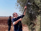 Me, picking olives with a big whacking stick!