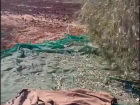 Irbid has big fields for olive trees