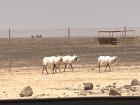 The white oryx, Jordan's national animal, spotted on a safari!