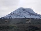 Vicuñas, which are heavily protected by law in Ecuador