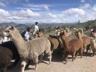 A herd of alpacas dashing past on a hike with the students in Columbe Grande