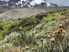Carihuairazo Volcano with chuquiraga flowers