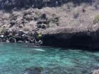 San Cristóbal, Galapagos Islands, a bay full of sea turtles and sea lions!