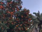Beautiful orange trees, massive cathedrals and tapas restaurants make Spanish cities so enchanting