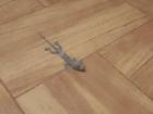 Look at this lizard