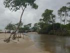 Mangroves on Fishermans' Beach