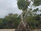 Here is an example of the different types of Mangroves