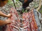 These are the Turu eating wood 