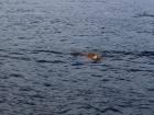 I spy a turtle!