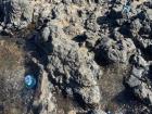 Can you find the jellyfish?