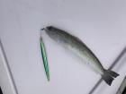 This is a mystery fish!
