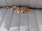 This pufferfish is deflated!