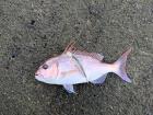 A beautiful sama fish!