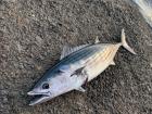 My favorite fish I have caught!