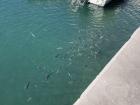 Look at all these fish!