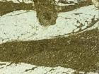 These tan stripes were made by bristle worms moving through the dark brown layer and pooping out tan sediment
