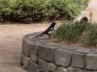 Magpie sitting near flowers at my school