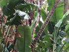 One of many beautiful plants at Kirstenbosch Gardens