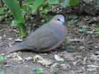 A lemon dove resting under a tree at Kirstenbosch Gardens