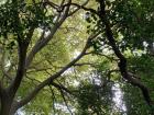 Taking in the sun under a canopy of trees