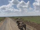 A group of zebras passing by during my safari