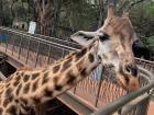 An adorable baby giraffe at the Giraffe Centre in Nairobi