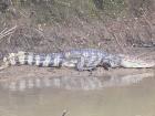 Do you know the difference between a caiman, a crocodile and an alligator?